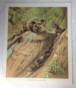 Each Otter Takes His Turn, Walter Alois Weber Print Art VTG - Picture 1 of 3