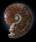 Ammonite has been nicely cleaned, detailed and polished to reveal its