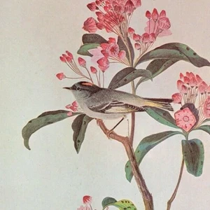 John James Audubon Birds CUVIER'S KINGLET Vintage Art Book Plate 207 - Picture 1 of 3