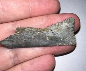Edelstein super seltener fossiler EDESTUS HAIZAHN 2,04 ZOLL vor der Dinosaurier-Ära! - Bild 1 von 4