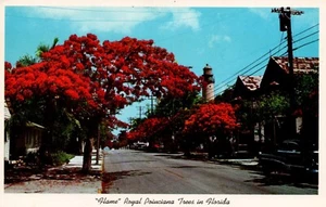 Flame Royal Poinciana Trees in Florida Postcard Posted 1960 Color Chrome G 422 - Picture 1 of 2