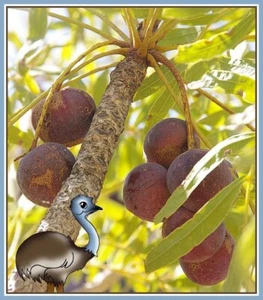 3 x EMU APPLE SEEDS,BLACK COCKY APPLE,NATIVE BUSH TUCKER GARDEN FRUIT TREE SHRUB - Picture 1 of 8