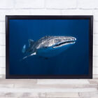 Whale Shark Requin Baleine Underwater Fish Madagascar Deep Wall Art Print