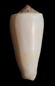 Sea Shell Conus magus 62 mm, F+++, bonito cuerpo blanco, impresionante - Imagen 1 de 6