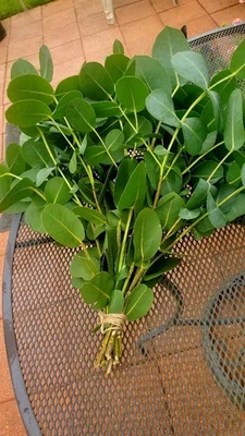 Freash стебли эвкайпта - Изображение 1 из 4