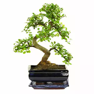 Bonsai Baum mit Keramik Blumentopf - Chinese Elm - ca. 8 Jahre ca. 32-40 cm hoch - Bild 1 von 6