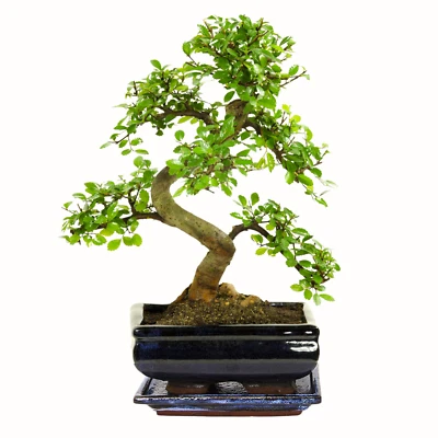 Bonsai Baum mit Keramik Blumentopf - Chinese Elm - ca. 8 Jahre ca. 32-40 cm hoch - Bild 1 von 4