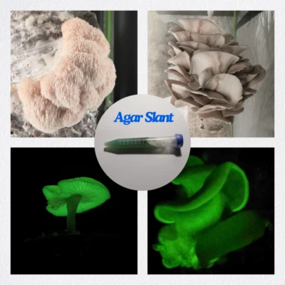 Colture di funghi gagar inclinato / inclinazioni di agar per funghi - Immagine 1 di 4