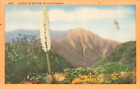 San Francisco CA California, Yucca Plant in Bloom, Vintage Postcard