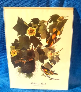 Audubon Baltimore Oriole Color Print 9x12   Loc A - Picture 1 of 7