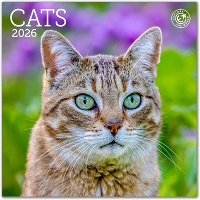 Cats Mini Wall Calendar 2026 7" x Calendar, Multicolor  - Image 1 of 4