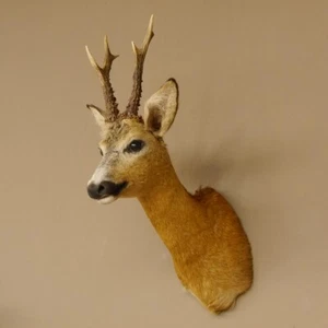 Rehbock Kopf Präparat Neu Höhe 60 cm Geweih Reh Kopfpräparat 85.11.88 - Bild 1 von 7