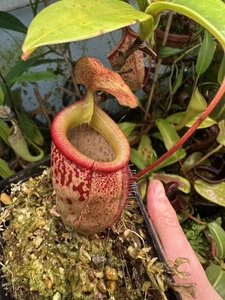 Nepenthes talangensis x sibuyanensis, Amazing Colours! - Picture 1 of 2