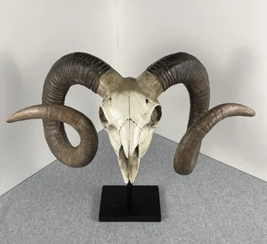 Realista Bighorn Mountain Sheep cabeza sintética calavera estatua soporte exhibición caza 18" - Imagen 1 de 11