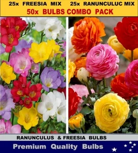 Spring Flower Bulbs: 25x RANUNCULUS / 25FREESIA Mix 50x BULBS - Picture 1 of 5