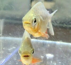 Live Red-Belly Pacu (2" Tropical Freshwater Aquarium Fish) *PLS READ DESCR*