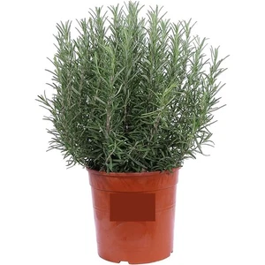 Rosmarino Eretto Piantina | 1 Pianta Aromatiche Rosmarinus officinalis - Picture 1 of 2