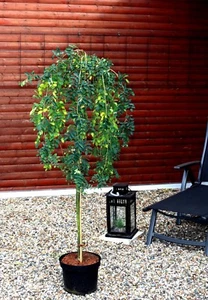 Erbsenstrauch Hängeform Caragana arborescens Pendula Stammhöhe ca. 100 cm im Co - Bild 1 von 4