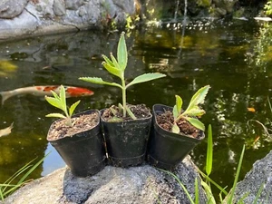 Rooted Kalanchoe Mother of Thousands Plant (Cactus Succulent) 3"+ tall - Picture 1 of 4