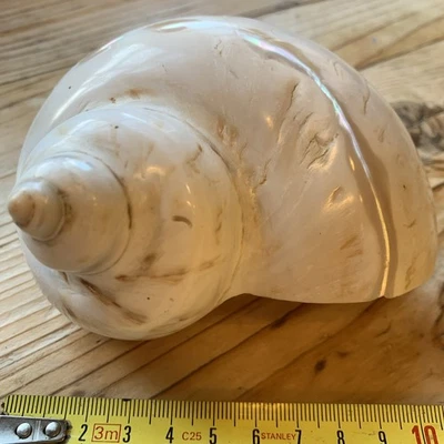 LARGE  MOTHER OF PEARL CONCH SHELL - Image 1 of 4