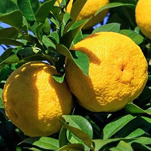 Lot 10 Pépins de Yuzu Citrons de Menton Japon Japonais graines x10 - Photo 1/1