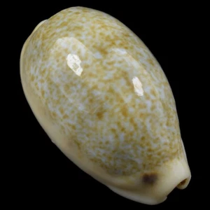 CYPRAEA (Erronea) ERRONES (Ille des Pins, New Caledonia) 27.0mm #31518 - Picture 1 of 4