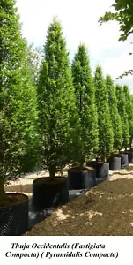 Seed Thuja FASTIGIATA Column Pyramidal Conic COMPACTA Cedar GROW 2 FEET YEAR + - Picture 1 of 2