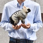 BH7840 HANSA Hansa Ardwolf Cub 28 Real Animal Plush Doll