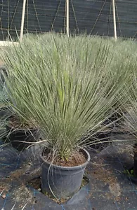 Yucca Elata ca. 60 cm Winterhart bis -20 Grad Premium Qualität aus Spanien - Bild 1 von 3