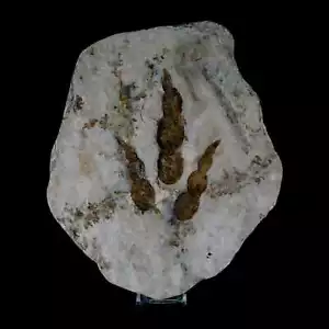 5.3" Grallator Variabilis Dinosaurs Tracks Foot Prints Jurassic Age France COA - Picture 1 of 8