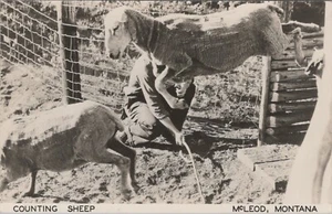 RPPC McLeod Montana Counting Sheep Jumping Humor photo postcard GQ6 - Picture 1 of 2