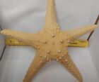 Real Dried Big Giant Large Starfish Decor No Smell, Looks Mint See Pics 11"