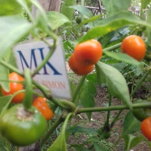 Chilli SARGA CSERESZNYE,Hungria,10 SEMILLAS,SEEDS,Capsicum annuum (245) - Picture 1 of 1