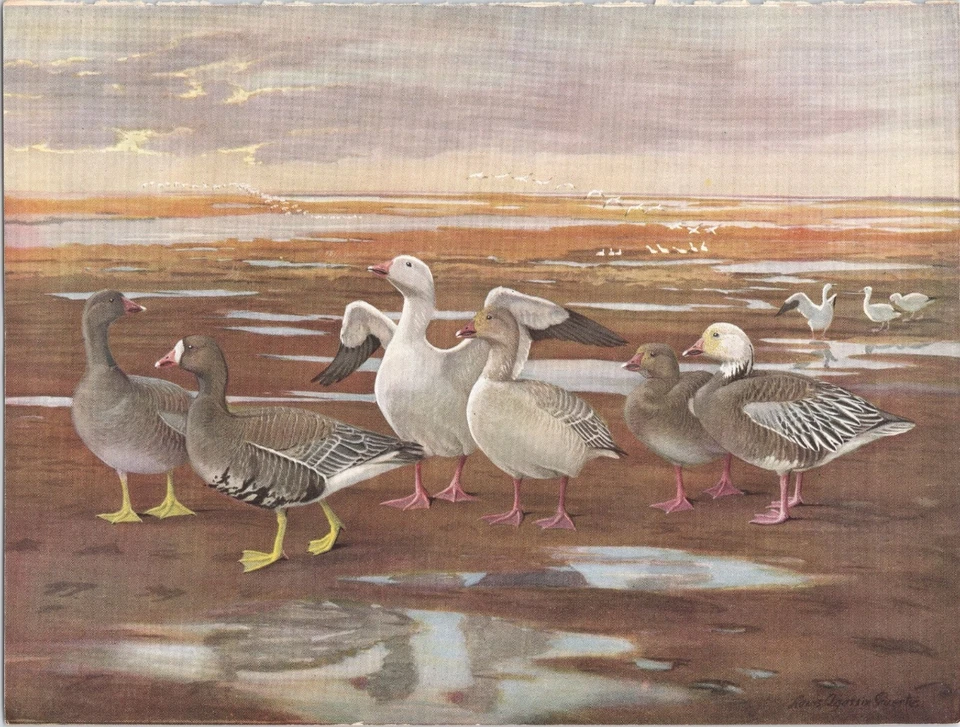 Original 1925 Color Bird Print - Various Geese - Louis Agassiz Fuertes - Image 1 of 1