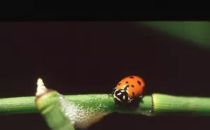 35 MM Color Slides Pro Photo Insect Ladybug Close Up Art Nature #09 - Picture 1 of 1