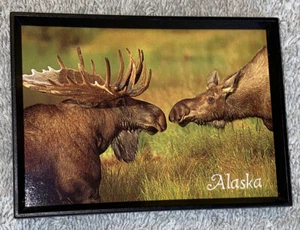 Alaska Souvenir Refrigerator Magnet Moose - Picture 1 of 4