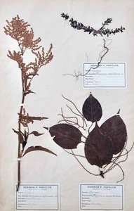 Botany - Plank Herbarium Xixth - Plants Dried - Primulacées 47 - Picture 1 of 7