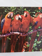 C 1960 Bright Red Exotic Birds of the Tropics Parrot Jungle Miami FL Postcard
