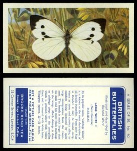 Large White #40 British Butterflies 1963 Brooke Bond Tea Card