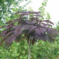 ALBIZZIA SUMMER CHOCOLATE rare