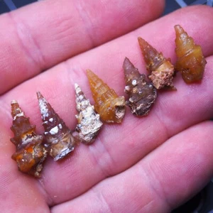 7pcs 21-25mm Gastropod Transparent Fossil Chalcedony mineral Agate Jurassic 241 - Picture 1 of 6