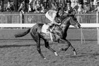 1970 NIJINSKY LESTER PIGGOTT DEWHURST STAKES NEWMARKET PHOTO PRINT HORSE RACING