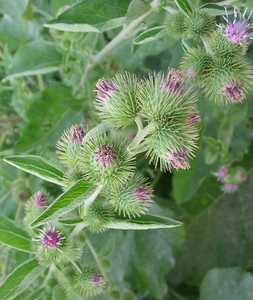 Lesser Burdock Wildflower ~ 35 seeds. Arctium minus - US seller - free ship - Picture 1 of 2