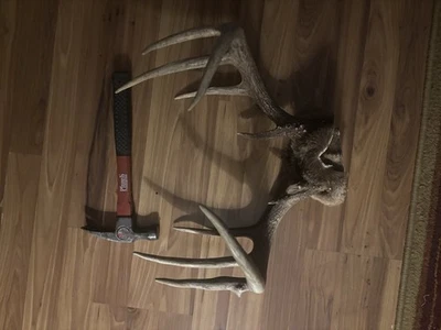 Cuernos de ciervo cola blanca unidos a la tapa de calavera Foto 1 de 4