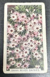 Gallaher Cigarette Card - Garden Flowers, 1938 - No. 22, Swan River Daisies - Picture 1 of 2