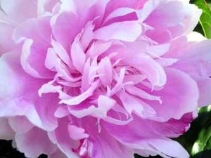 POPPY PEONY COLOUR MIX 1000 SEEDS FRAGRANT DOUBLE BLOOMS MIXED COLOURS PAPAVER - Picture 1 of 8