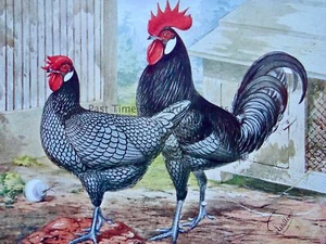 um 1904 antiker Geflügel Huhn Druck ANDALUSIER vom Künstler J.W. Ludlow - Bild 1 von 3