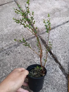 Betula nana Dwarf Birch Small Leaves Bonsai Subject Hardy Shrub Waterlogged 9cm - Picture 1 of 3