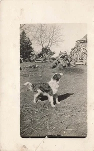 RPPC FARM COLLIE SHEPHERD DOG BY WOODPILE c1910 REAL PHOTO POSTCARD 112225 U - Picture 1 of 3