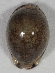 CYPRAEA  ARABICA GIBBA VANDAMMEI BIG AND FAT - Picture 1 of 4
